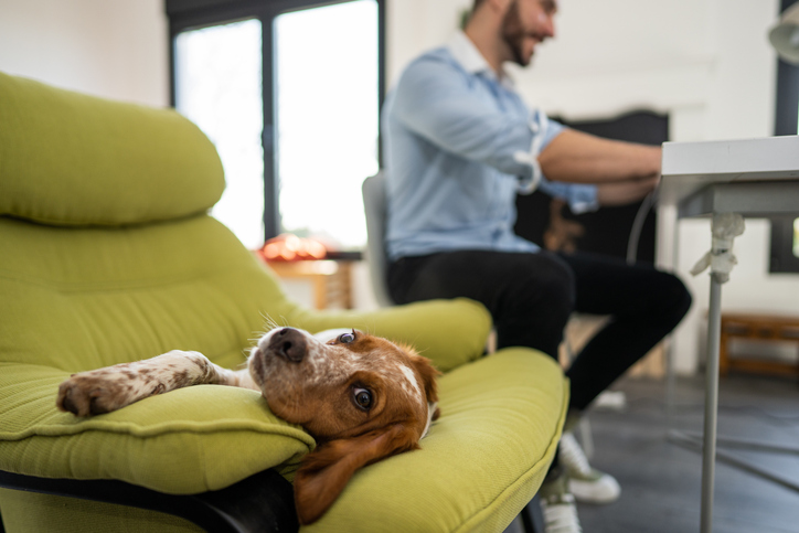 hund mit herrchen im büro